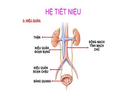 Viêm nhiễm đường tiết niệu dưới